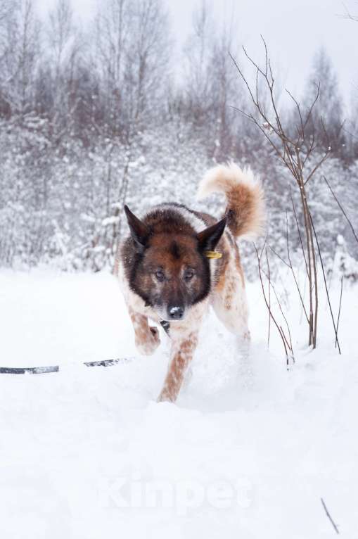 Собаки в Ногинске: Ищет достойное общество: Терентий Петрович. Кавалер, аристократ, идеальный компаньон. Мальчик, Бесплатно - фото 1