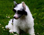 Собаки в Люберцах: Маленькое облачко Велюр Мальчик, Бесплатно - фото 3