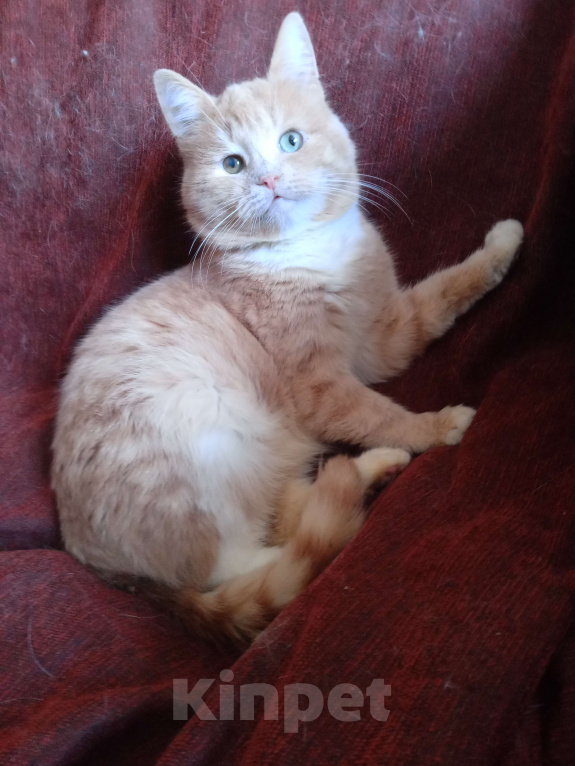 Кошки в Москве: Кремовый шотландский котик Мальчик, Бесплатно - фото 1