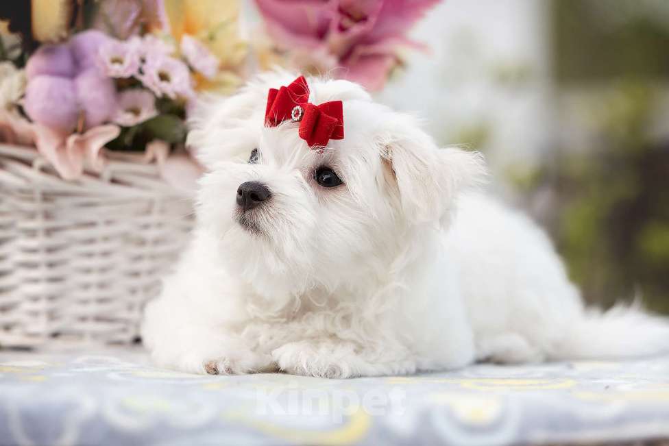 Собаки в Туле: Малыш мальтезе Мальчик, 60 000 руб. - фото 4