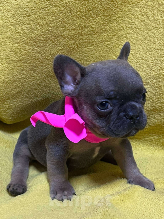 Собаки в Нижнем Новгороде: 6 щенков французского бульдога  Девочка, 30 000 руб. - фото 2