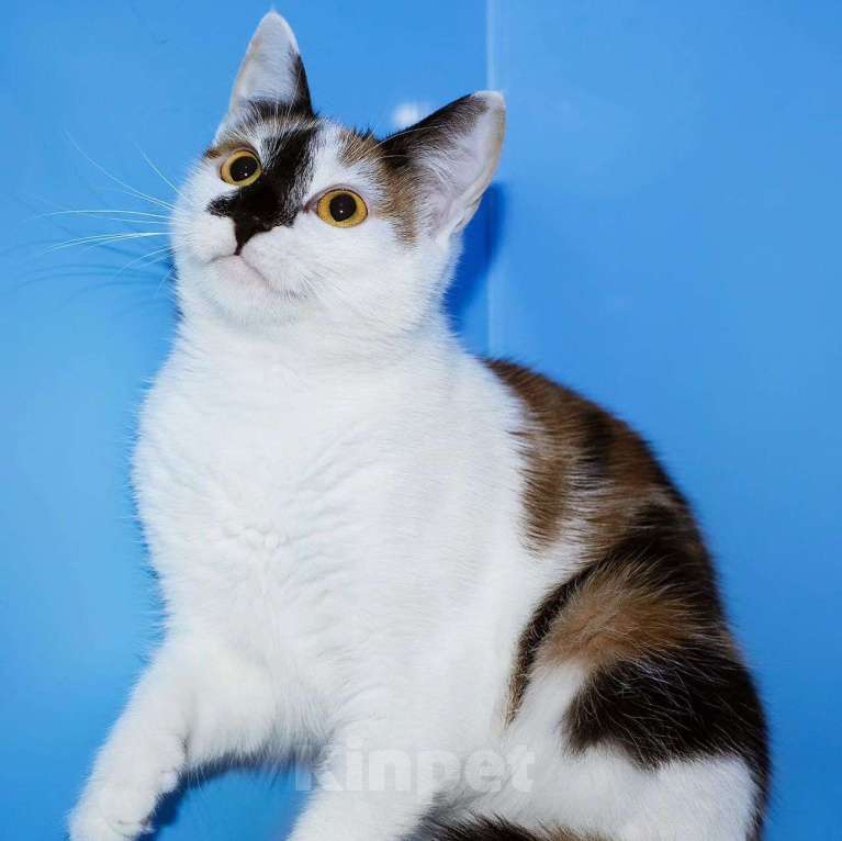 Кошки в Москве: Кошечка с особенным окрасом Девочка, Бесплатно - фото 4