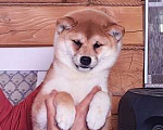 Собаки в Москве: Сиба ину. Красотка. Девочка, 70 000 руб. - фото 1