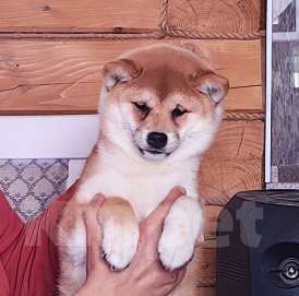 Собаки в Москве: Сиба ину. Красотка. Девочка, 70 000 руб. - фото 1