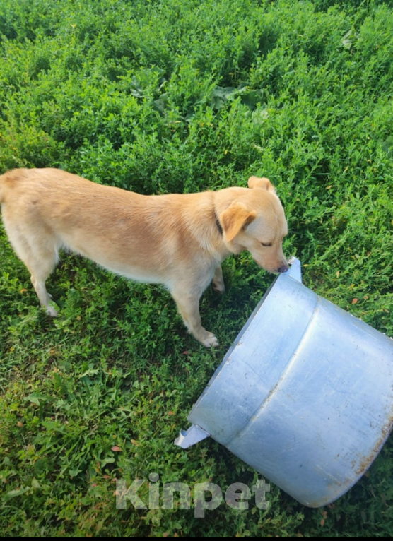 Собаки в Казани: Веселая Берта! Девочка, Бесплатно - фото 4