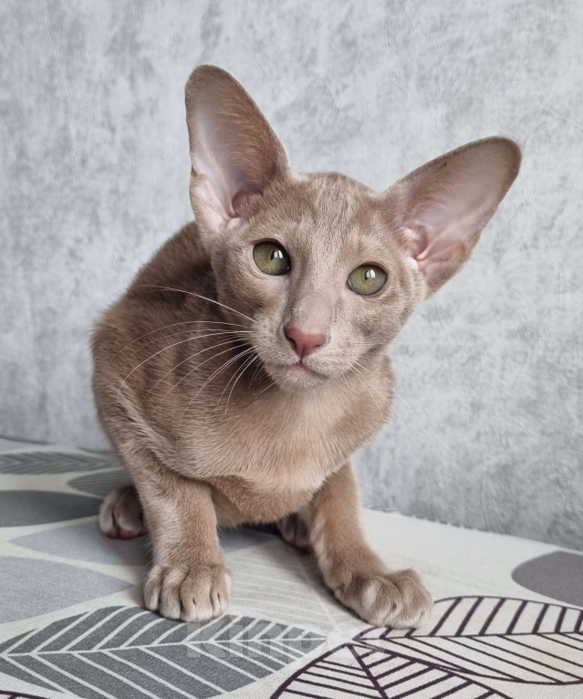 Кошки в Сочи: Ориентальная девочка Девочка, 50 000 руб. - фото 3