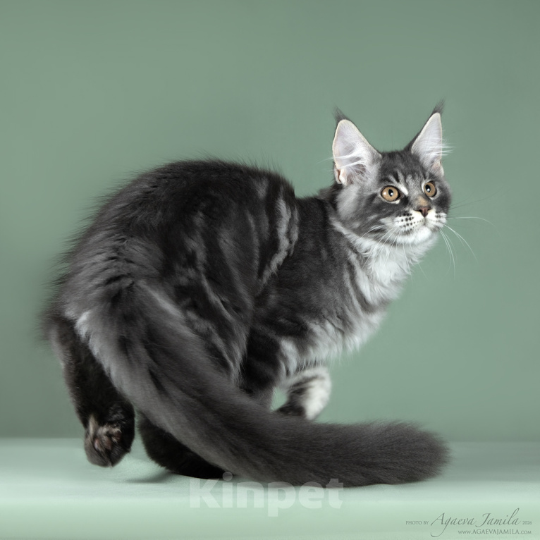 Кошки в Видном: Котенок мейн-кун - настоящее чудо с кисточками! Мальчик, 50 000 руб. - фото 1