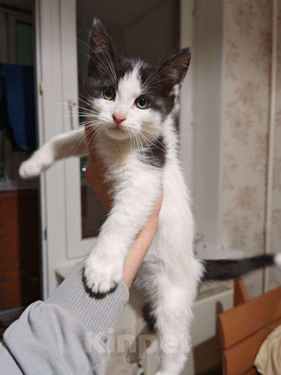 Кошки в Москве: Котёнок Мальчик, 900 руб. - фото 2