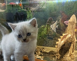 Кошки в других городах Краснодарского края: Шотландские котята Мальчик, 8 500 руб. - фото 1