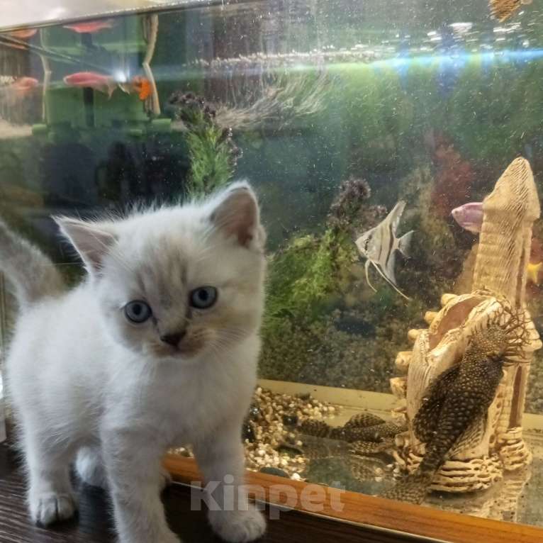 Кошки в других городах Краснодарского края: Шотландские котята Мальчик, 8 500 руб. - фото 1