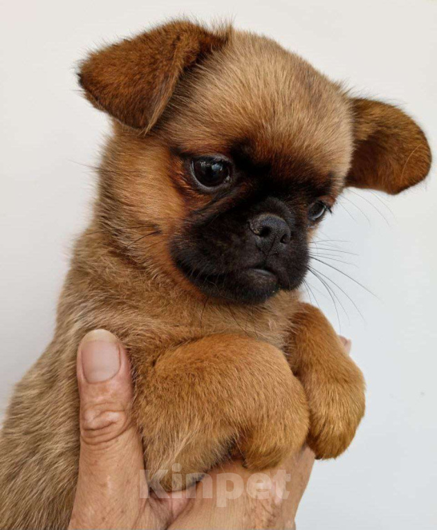 Собаки в Туле: мальчик щенок маленький Мальчик, Бесплатно - фото 2