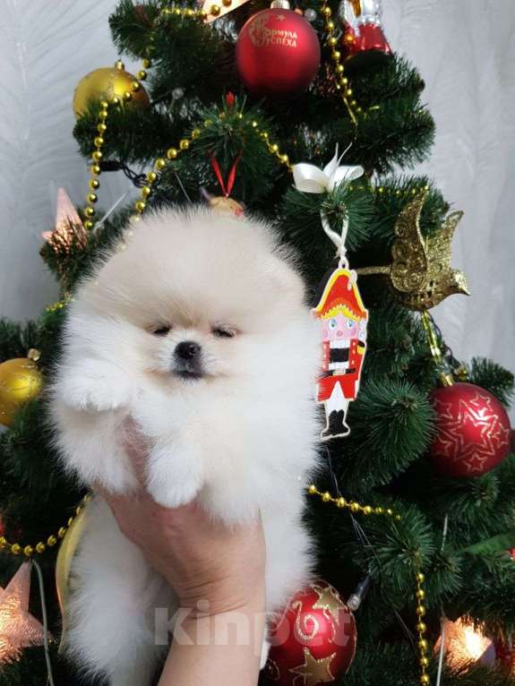 Собаки в Перми: Померанский шпиц Мальчик, 50 000 руб. - фото 5