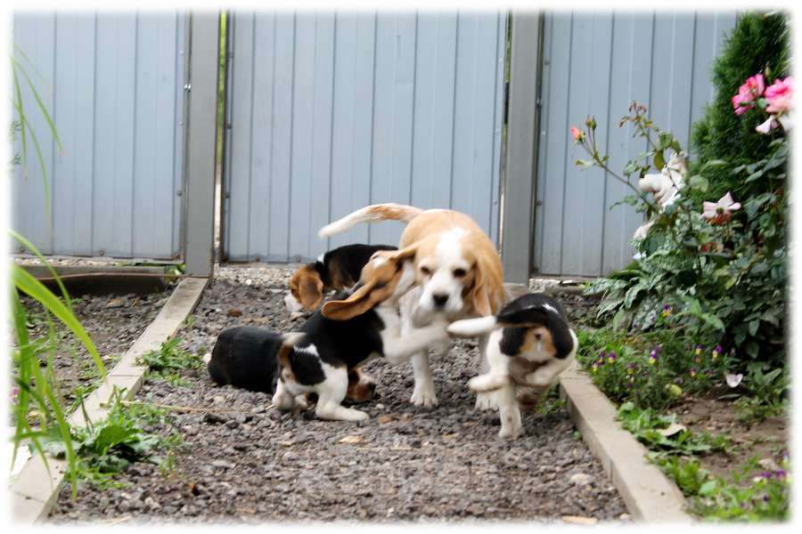 Собаки в Москве: бигли ркф Мальчик, 60 000 руб. - фото 2