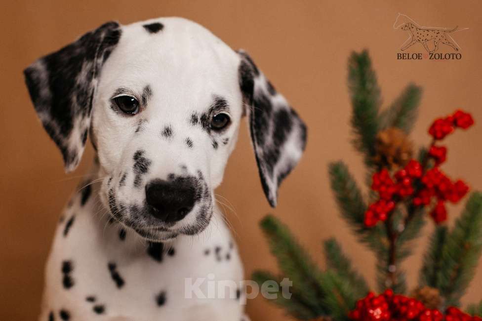 Собаки в Москве: Щенки ДАЛМАТИНА 3,5 месяца Девочка, 100 000 руб. - фото 6