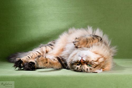 Сибирский кот