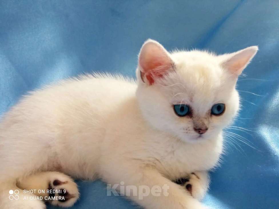Кошки в Уфе: британский короткошерстный котенок Мальчик, Бесплатно - фото 3