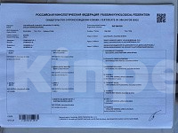 Собаки в Краснодаре: Продам щенков английского спрингер спаниеля Разнополые, 60 000 руб. - фото 4