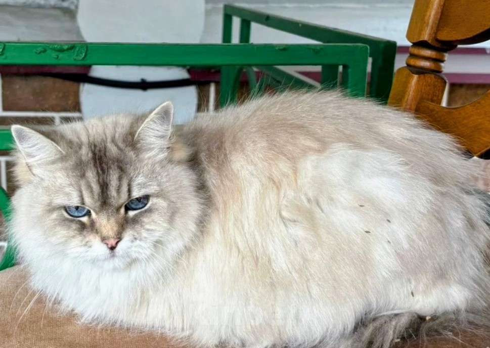 Кошки в Воронеже: Рэгдолл девочка окрас Блю колор поинт Девочка, 10 000 руб. - фото 4