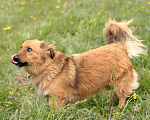 Собаки в Москве: Супер Марсель в поисках дома! Мальчик, Бесплатно - фото 3