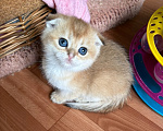 Кошки в Москве: Кошечка скоттиш фолд золотого окраса Девочка, 20 000 руб. - фото 2