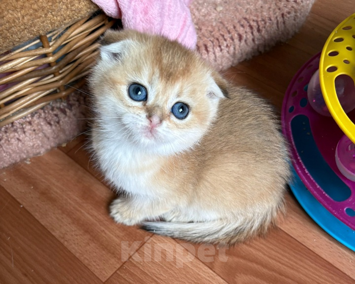 Кошки в Москве: Кошечка скоттиш фолд золотого окраса Девочка, 20 000 руб. - фото 2