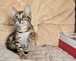 Кошки в Химках: Бенгальский котенок мальчик Мальчик, 25 000 руб. - фото 1