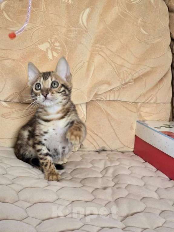 Кошки в Химках: Бенгальский котенок мальчик Мальчик, 25 000 руб. - фото 1