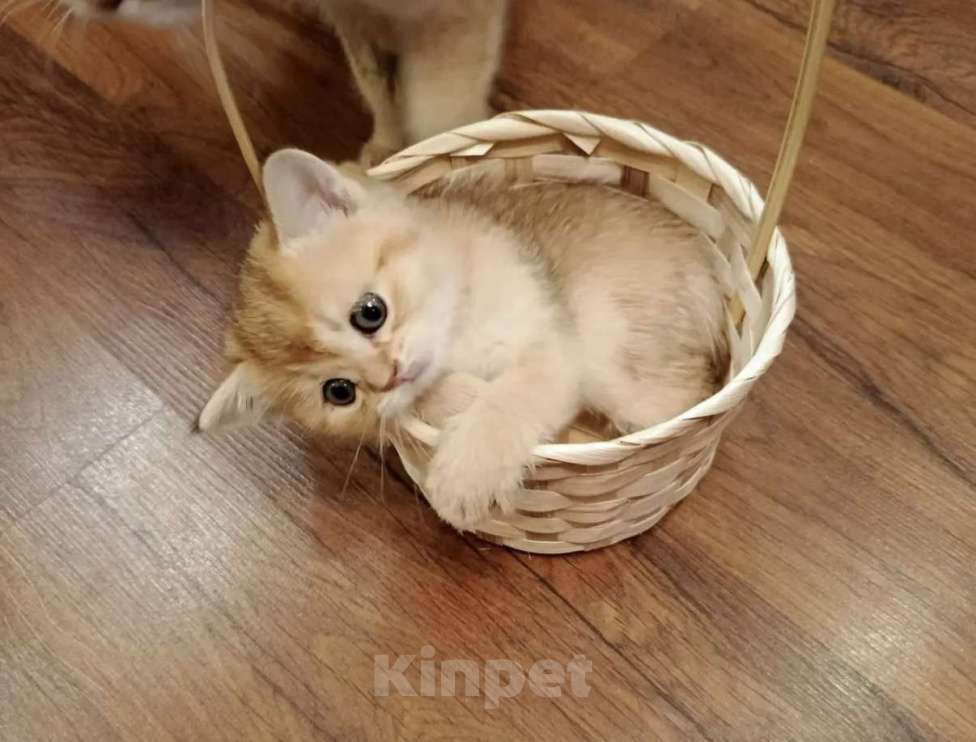 Кошки в Екатеринбурге: Продаются котятки породы Британская короткошерстная, окрас «Золотая шиншилла» Девочка, 25 000 руб. - фото 4