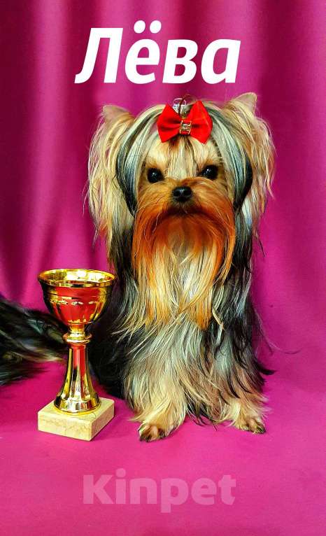 Собаки в Москве: МИНИ МАЛЬЧУГАН ПОДРОЩЕННЫЙ Мальчик, 45 руб. - фото 7