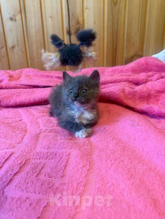 Кошки в Москве: котята в добрые руки Девочка, Бесплатно - фото 8