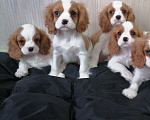 Собаки в Москве: Кавалер Кинг Чарльз спаниель 2, 5мес Мальчик, 75 000 руб. - фото 4