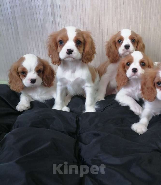 Собаки в Москве: Кавалер Кинг Чарльз спаниель 2, 5мес Мальчик, 75 000 руб. - фото 4