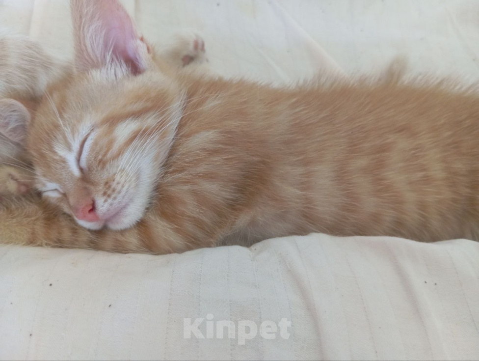 Кошки в Санкт-Петербурге: РЫЖИЙ КОТЕНОК ДЕВОЧКА Девочка, Бесплатно - фото 1
