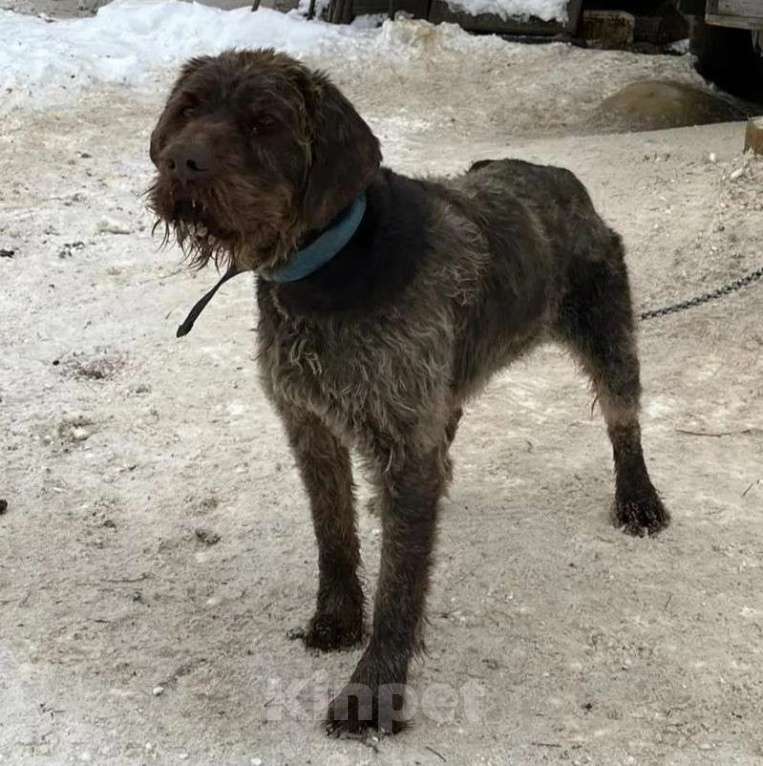 Собаки в других городах Алтайского края: Щенки дратхаара Девочка, 7 000 руб. - фото 3