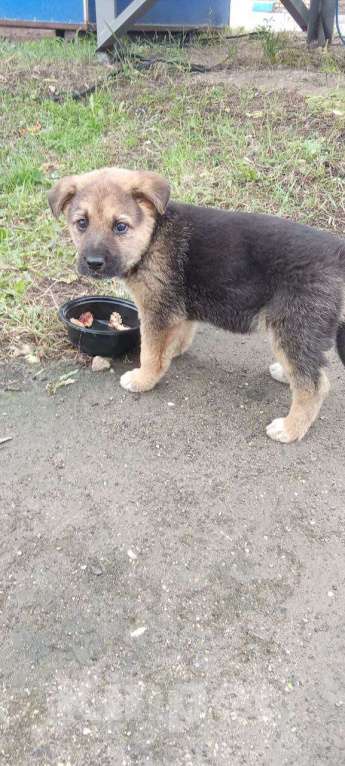 Собаки в Новомосковске: Щенок в добрые руки Девочка, Бесплатно - фото 4