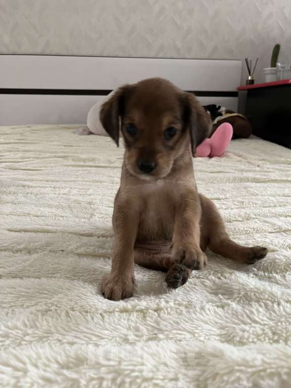 Собаки в Краснодаре: Щенок эстонской гончей  Девочка, 1 000 руб. - фото 4