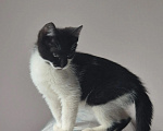 Кошки в Краснодаре: Котенок в добрые руки Мальчик, Бесплатно - фото 5