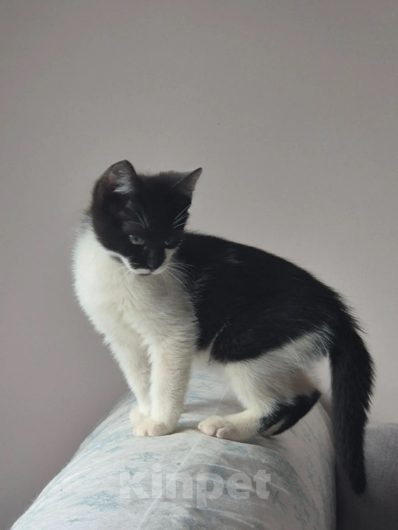 Кошки в Краснодаре: Котенок в добрые руки Мальчик, Бесплатно - фото 5