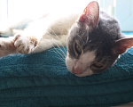 Кошки в Зарайске: Котик 2-3 года в добрые руки  Мальчик, Бесплатно - фото 10