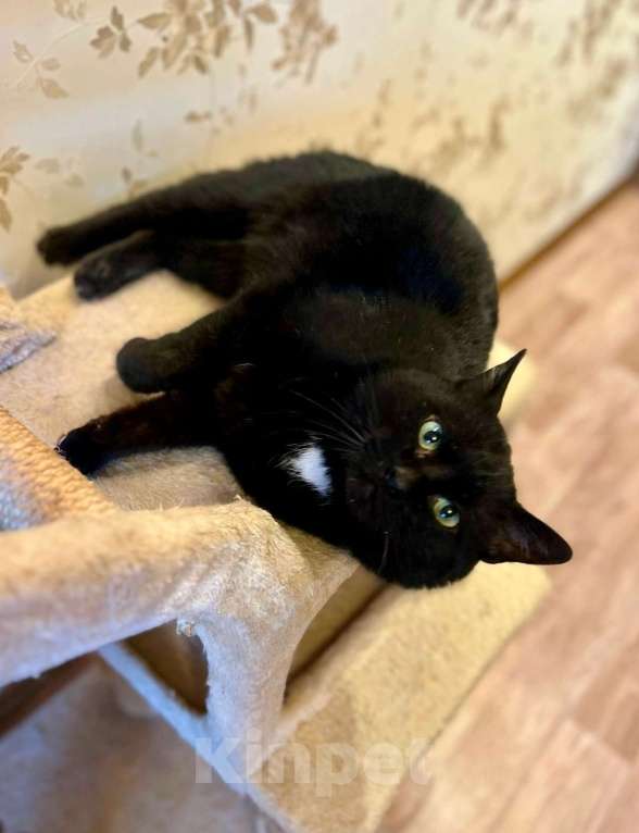 Кошки в Санкт-Петербурге: Тоша ищет дом. Стерилизован Мальчик, Бесплатно - фото 6