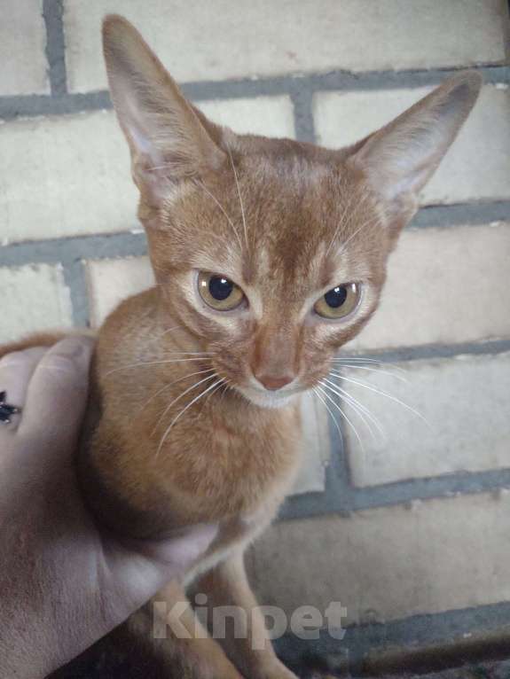 Кошки в Москве: Великолепный мальчик соррель окраса,принц!!!,4 месяца,ветпаспорт международного образца,прививкаа Мальчик, 58 000 руб. - фото 4