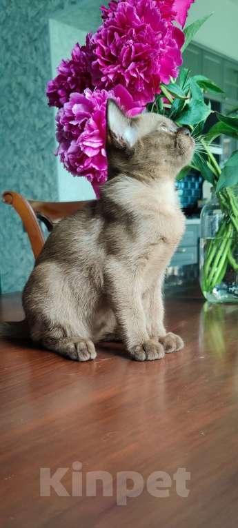 Кошки в Москве: Брутальный бурманскрй мальчик Мальчик, Бесплатно - фото 7