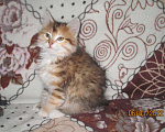 Кошки в Болхове: Котята Курбоб, 7 000 руб. - фото 3