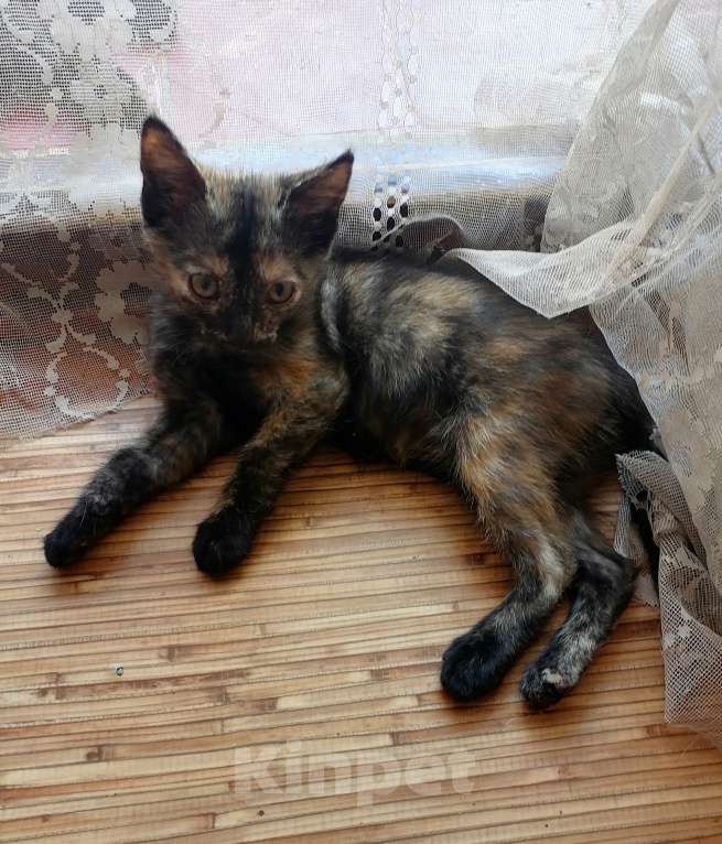 Кошки в других городах Краснодарского края: Отдам в добрые руки Девочка, Бесплатно - фото 2