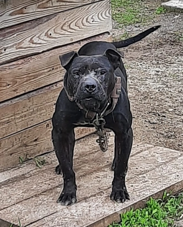 Собаки в Тамбове: Щенки американского питбультерьера Мальчик, 30 000 руб. - фото 3