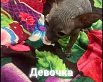 Кошки в Армавире: Продаются котята канадского сфинкса  Девочка, Бесплатно - фото 5