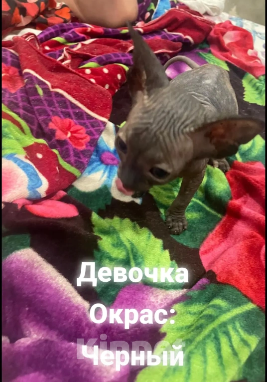 Кошки в Армавире: Продаются котята канадского сфинкса  Девочка, Бесплатно - фото 5
