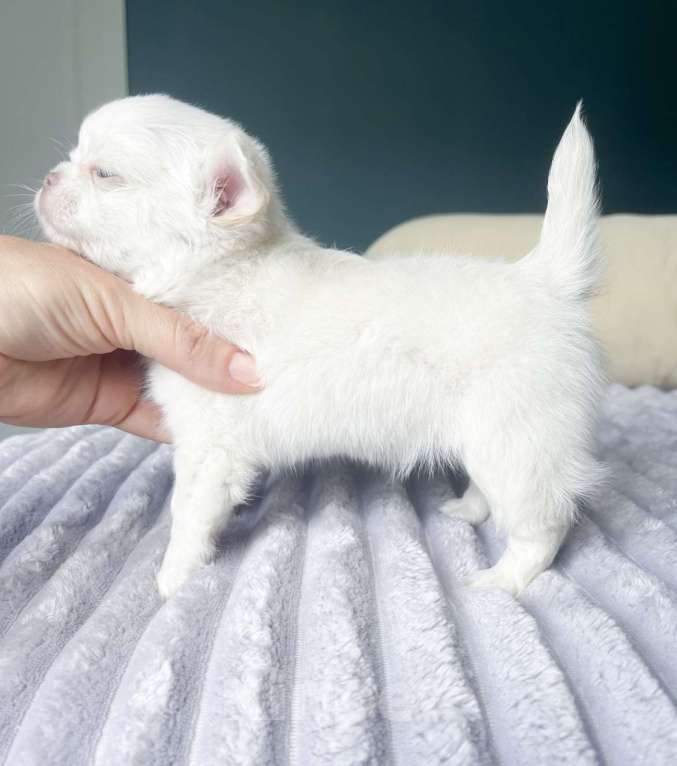 Собаки в Москве: Белый чихуахуа Мальчик, 50 000 руб. - фото 6