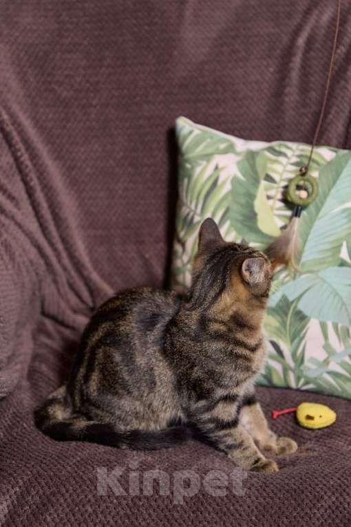 Кошки в Ореховом-Зуево: Мраморный котик Мальчик, Бесплатно - фото 2