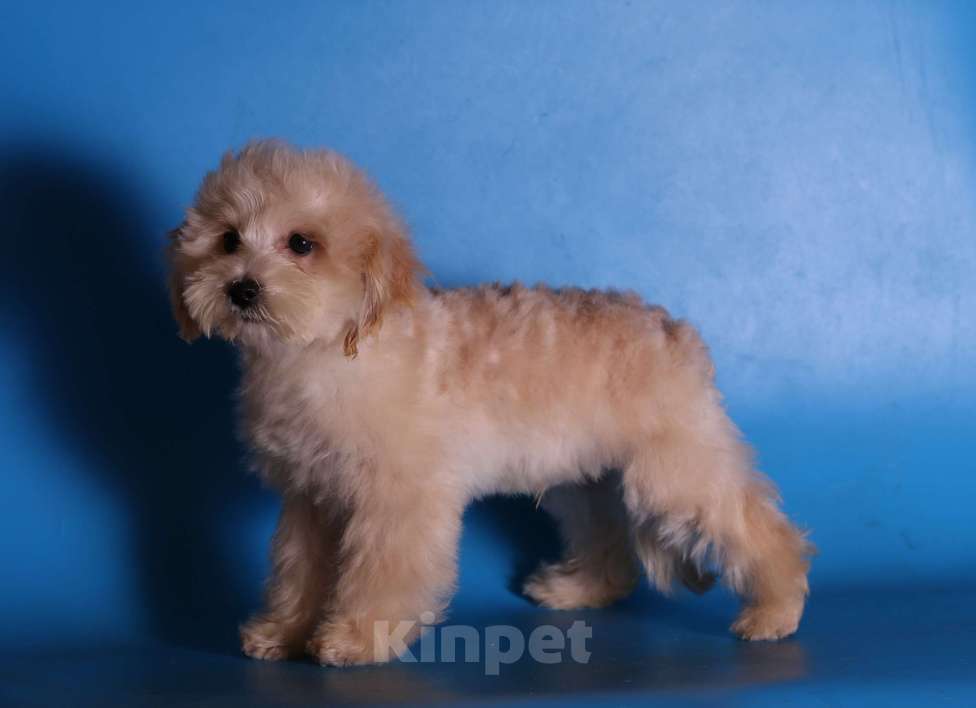 Собаки в Москве: мальтипу Ф1 щенки мини и микро Мальчик, 100 000 руб. - фото 6